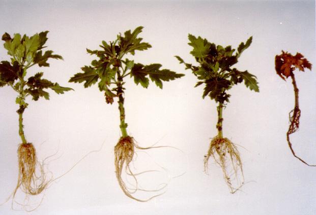 Root stress predisposition to Phytophthora diseases Episodes of root stress (water deficit, anoxia, salinity) induce