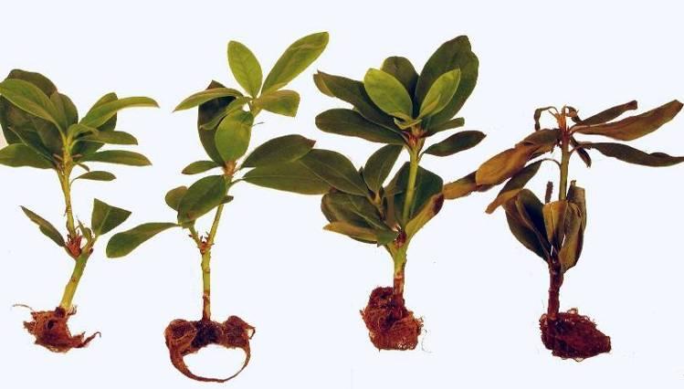 Nursery ornamentals, root stress and P. ramorum 0.5x Hoaglands ± 0.2 M NaCl / 0.
