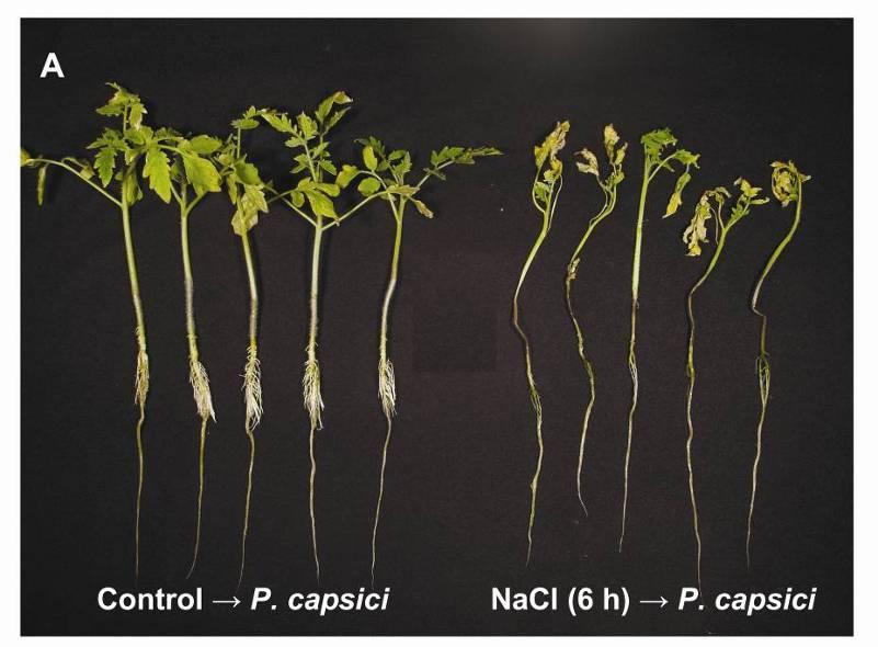 Phytophthora capsici interaction Noninoculated