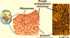 Cell - 10 Endoplasmic Reticulum Series of interconnected membrane flattened tubes or channels and sacs that compartmentalize the cytoplasm, and run throughout the cytosol.