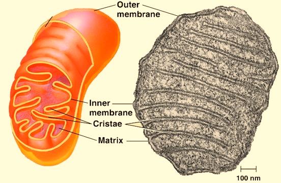 Cell - 13 Other Organelles Mitochondria Function of Mitochondria: Mitochondria contain the enzymes needed to obtain energy stored in carbohydrate and other fuel molecules and use that energy to form
