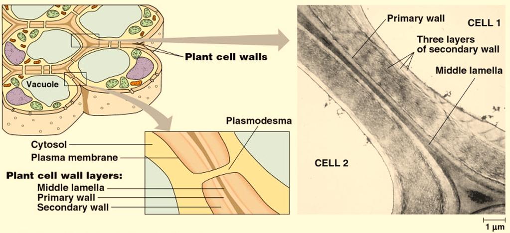 Cell - 20 The Cell Surface External Structures Although the boundary of any cell is its cell or plasma membrane, the cells of many types of organisms, such as plants, fungi, bacteria and many