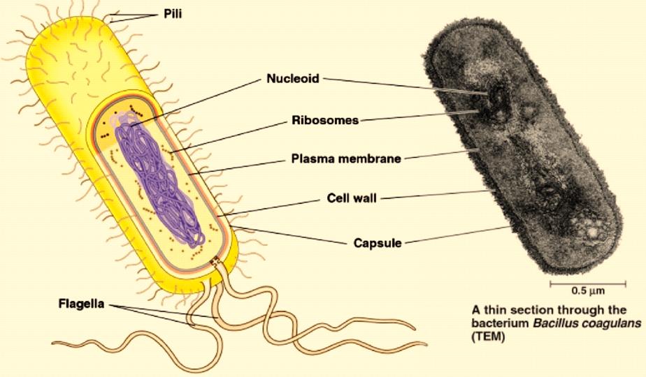 Cell - 4 Features of Prokaryotic Cells Generally very small and relatively simple External Features Boundary is the plasma membrane May have infoldings called mesosomes Rigid wall composed of a