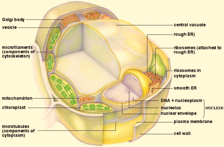 Cell - 5 Features of the Eukaryotic Cell Eukaryotic cells have a system of internal membrane-bounded structures, called organelles.