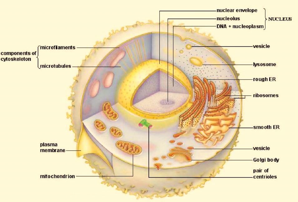 efficiency for cell activities Organelles physically separate different types of cell activities in the cytoplasm space Organelles also allow for