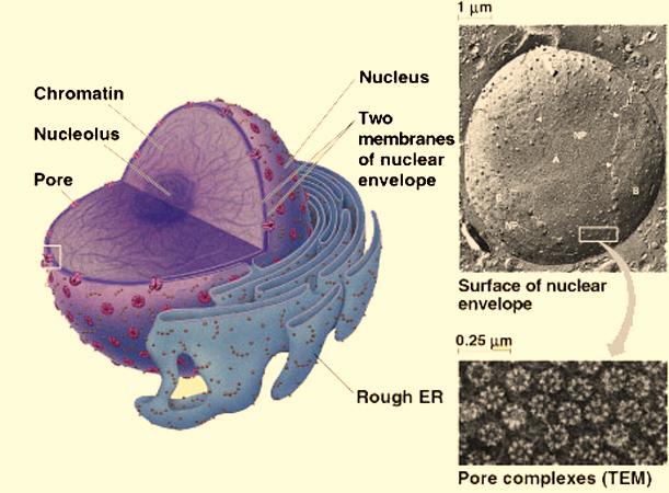 Nucleus Functions Contains and stores the genetic information, DNA, that determines how the cell will function, as well as the basic structure of that cell.