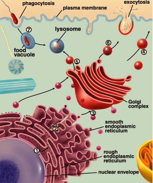 Cell - 9 The Cell s Endomembrane System Not only do membranes form the boundary of the cell, the plasma membrane, but within the cell we find a membrane system composed of a number of components,