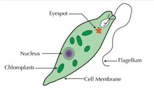 All living organisms are composed of one or more cells. When you think about an organism, you might think of something very familiar, such as people, cats, or trees.
