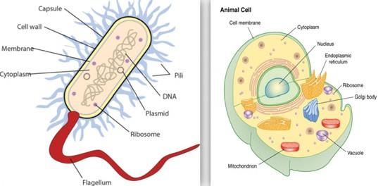 A prokaryotic cell (left) has a cell membrane, cytoplasm, and DNA. A eukaryotic cell (right) also has these features.