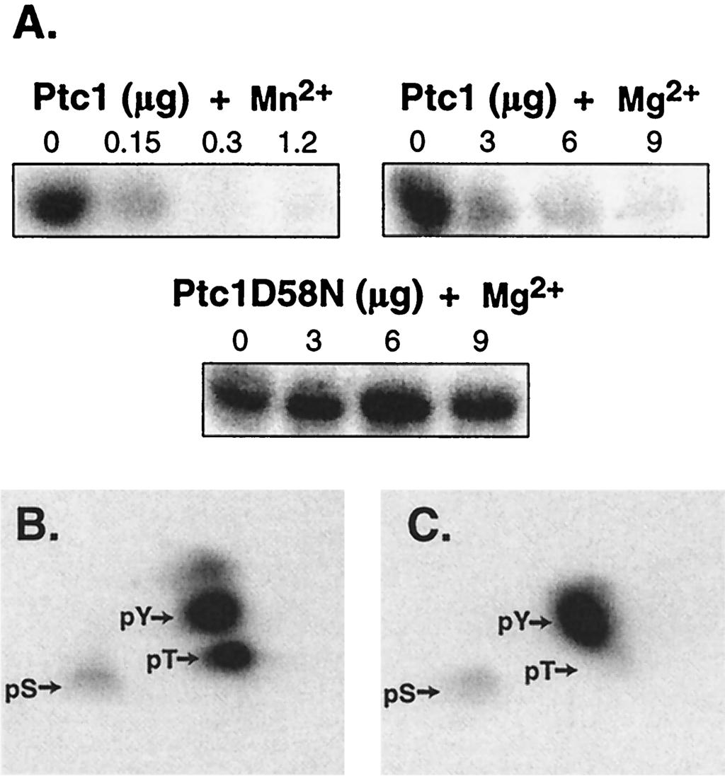 VOL. 21, 2001 57 FIG. 6. Ptc1 inactivates Hog1 kinase activity in vitro by dephosphorylating pt. (A) Ptc1 inactivated Hog1 kinase activity in vitro.