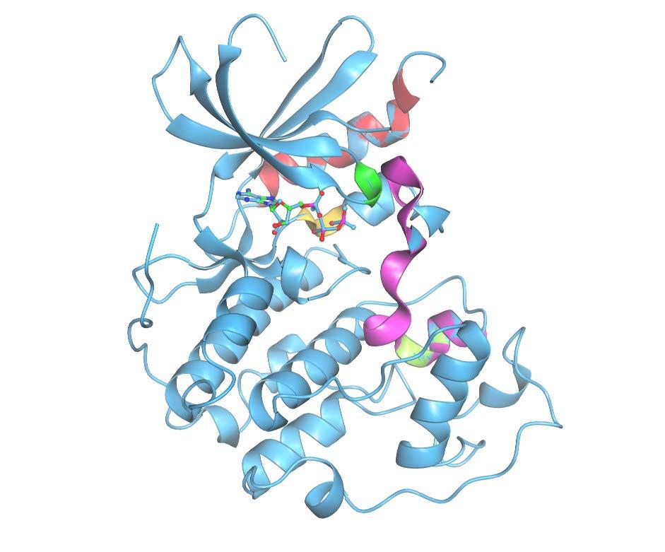 Ser/Thr and Tyr protein kinases have a similar structure 5 β-sheets + 1 α-helix N-term lobe ATP molecule Domains I-IV: Orient and interact with the Mg-ATP complex