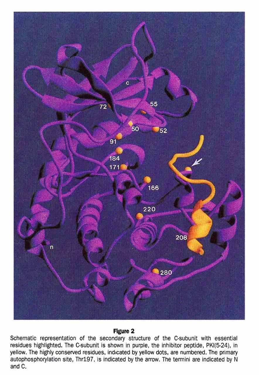 these residues located in the folded protein?