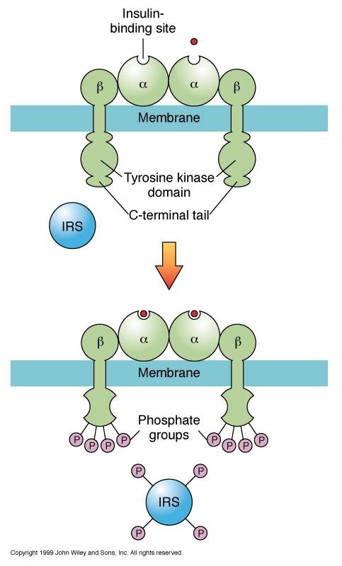 Regulation by phosphorylation - Autophosphorylation (most kinases) - Upstream