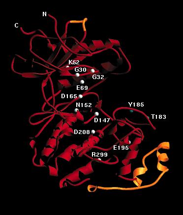 Regulation by phosphorylation - Autophosphorylation (most kinases) - Upstream kinase