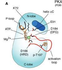 Regulation by regulatory subunits - CDKs are dependent on cyclins - PI3K requires