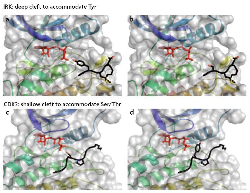 1. Structure of the catalytic cleft Tyr versus Ser/Thr Substrate is recognized by subdomains VIB and VIII Depth of cleft provides some specificity (Tyr vs Ser/Thr) ATP Hydroxyl side chain
