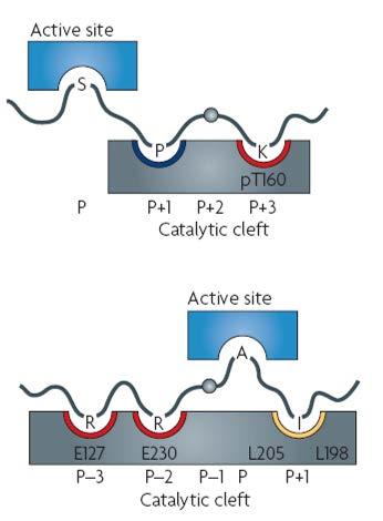2. Phosphoacceptor sites in substrates Consensus phosphorylation sequences : sequences situated just