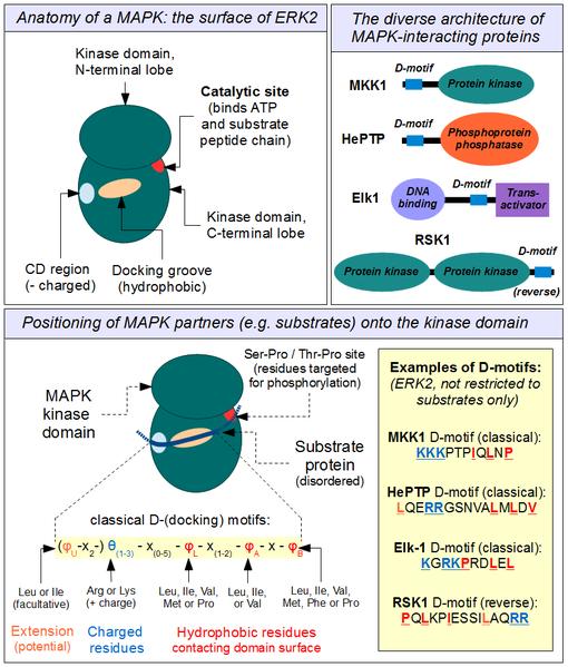 4. Docking sites (the MAPK example) Protein kinases often (but not always) form stable interactions with their substrates and regulators Docking sites may simply function by increasing the