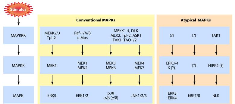 MAPK signalling pathways
