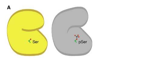An explanation for the evolution of activating phosphorylation sites Ancestor (A) Phosphorylation of a