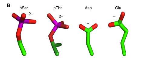 Ancestor (C) Phosphorylation of a serine or threonine residue could conditionally restore an important