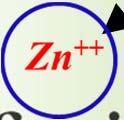 them. Two electrons get attracted by the ion of Zn