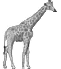 10. The picture shows a man standing next to a giraffe. The man and the giraffe are drawn to the same scale. (a) Write down an estimate for the height, in metres, of the man.
