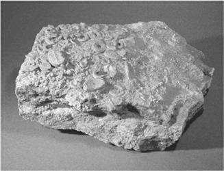 remains of organisms Examples Coal (shown on the left)