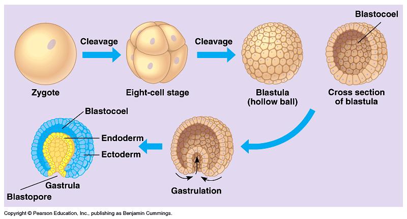 The embryo become layered