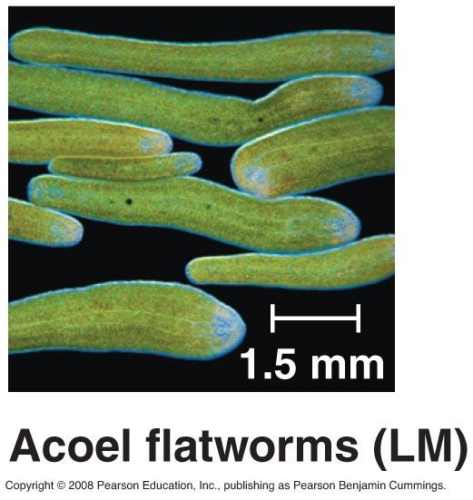 Phylum Acoela Basal bilaterians A simple nervous system No body cavity (coelom) Lacks