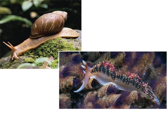 Gastropods About three-quarters of all living species of molluscs Belong to class Gastropoda (a) A land
