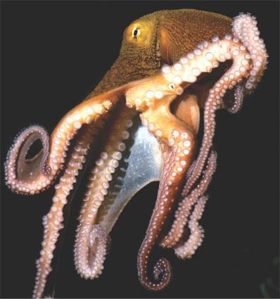 Cephalopods Class Cephalopoda includes squids and octopuses and
