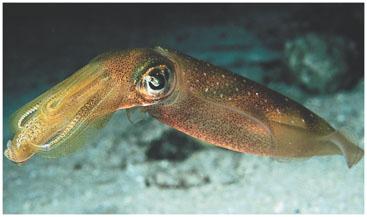 tentacles of their modified foot (a) Octopuses are considered