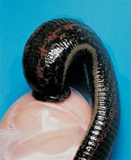 has paddlelike parapodia Hirudinea- blood sucking parasites (leeches) Marine, freshwater and