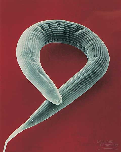 Phylum Nematoda Roundworm (rundmask) small Marine,