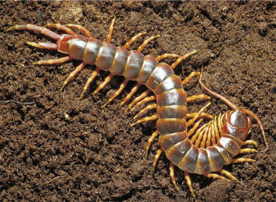 dubbelfotingar Centipedes, class Chilopoda Are carnivores with