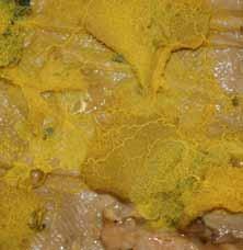 RESEARCH News Slime mould navigation Slime moulds, traditionally and still recorded and studied by mycologists despite their classification outside the kingdom Fungi, Foraging Physarum polycephalum
