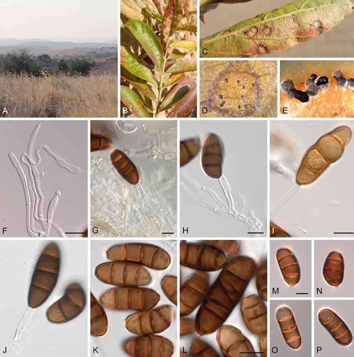 Homortomyces gen. nov. (Dothideomycetes) Fig. 2. Homortomyces combreti (CPC 19800). A. Rocky Highveld Grassland at Sterkfontein Caves, Maropeng. B D.