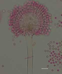 Diagnosis: Stipes uniseriate, mycelium white to orangishyellow on CYA, vesicles globose to subglobose occasionally ellipsoidal (10 )30 70( 100) µm diam, conidia large 4 7( 8) 3.