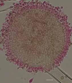 5 7 µm, if borne from monophialides up to 13 10 µm, with finely spiny to echinulate surface. No ochratoxin A produced.