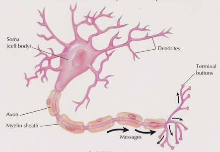 Structures of Neurons (continued) Three Principle Types of Neurons 1) Bipolar neurons ÚBipolar neurons give rise to one axon and one dendritic tree, at opposite ends of the soma.