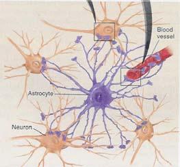 Neuroglia Cells (continued) Astrocyte There are several types of glial cells, each of which play a special role in the central nervous system.