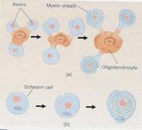 Schwann Cells (continued) ÚIn the peripheral nervous system (PNS) the Schwann Cells perform the same function.
