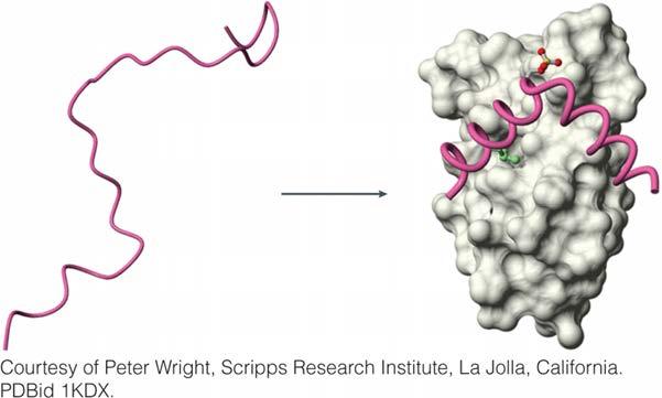 Intrinsically Disordered Proteins: CREB CREB (camp response element-binding protein)