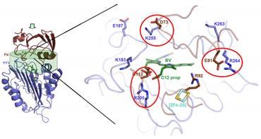 4 structure held together with side-chain interactions Sum of weak interactions Ferredoxin