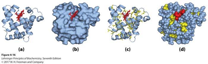 Picturing protein structure Space-fill Backbone trace Ribbon Triose-phosphate Isomerase (TIM) 5 Picturing