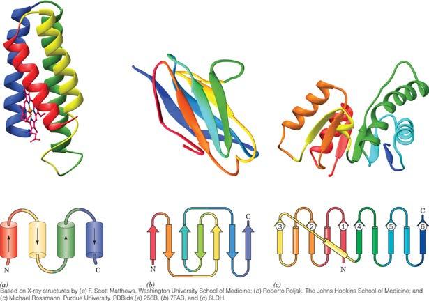 Protein Classification: α, β, or α/β Cytochrome b562 PDBid 256B Human immunoglobulin fragment PDBid 7FAB