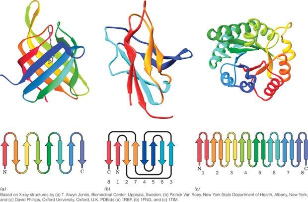 Protein Topology: 8- Stranded β Barrels Human retinol binding protein PDBid 1RBP Peptide-N 4 -(N-acetyl-b-D-glucosaminyl) asparagine amidase