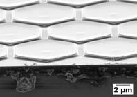 5 µm 500 nm 800 nm Honeycomb lines 5 µm 500 nm 800 nm Nano pillars 500