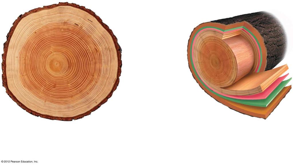 31.8 Secondary growth increases the diameter of woody plants Most transport occurs near the vascular cambium. Sapwood near the vascular cambium conducts xylem sap.